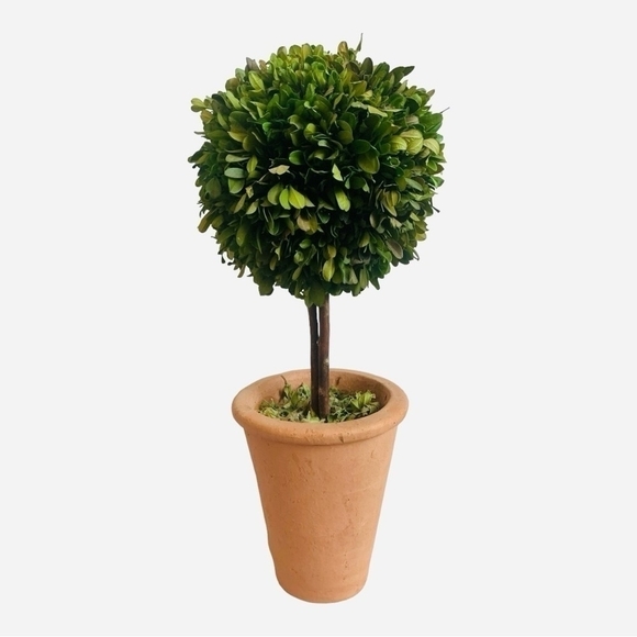 Braided Topiary Tree Indoor Outdoor Preserved Boxwood Topiary in Round Planter - Picture 2 of 4